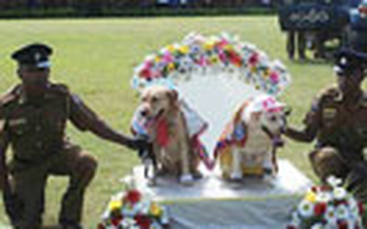 Sri Lanka điều tra đám cưới tập thể... chó